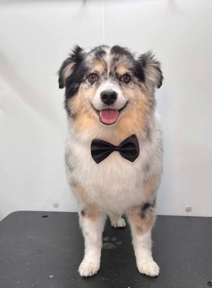 Ozzy the mini australian shepherd dog wears a black bow tie and smiles to help boost mental health